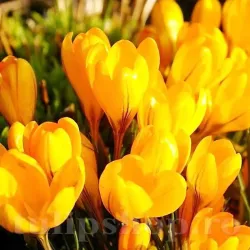 Bulbi Branduse Golden Yellow (Crocus)