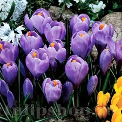 Bulbi Branduse Grand Maitre (Crocus)