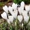 Bulbi Branduse Ice Queen (Crocus)