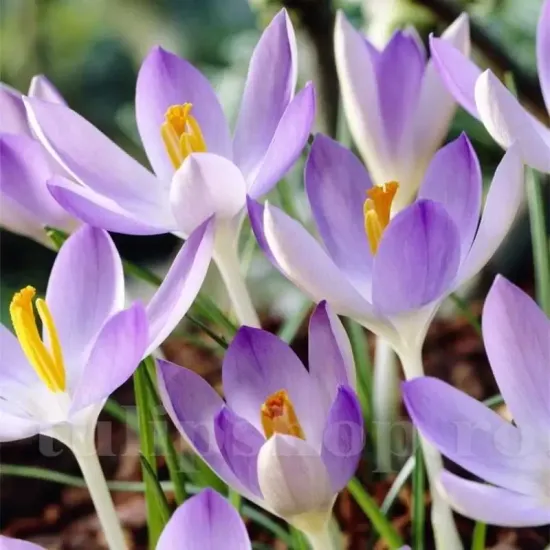 bulbi crocus lilac beauty tulipshop