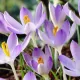 bulbi crocus lilac beauty tulipshop