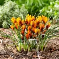Bulbi Branduse Orange Monarch (Crocus)