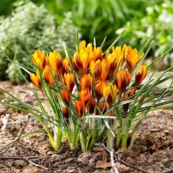 Bulbi Branduse Orange Monarch (Crocus)