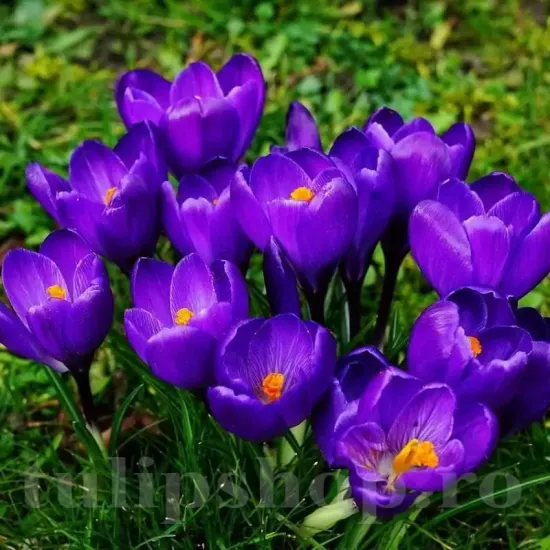 Bulbi Branduse Remembrance (Crocus) bulbi crocus remembrance tulipshop