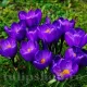 Bulbi Branduse Remembrance (Crocus) bulbi crocus remembrance tulipshop
