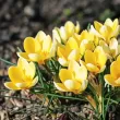 bulbi crocus romance tulipshop 110x110