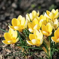 Bulbi Branduse Romance (Crocus)