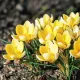 Bulbi Branduse Romance (Crocus) bulbi crocus romance tulipshop