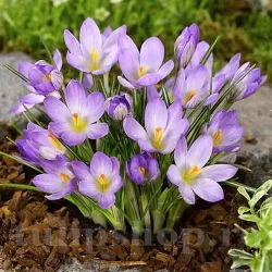 Bulbi Branduse Rosalind (Crocus)