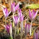 bulbi crocus roseus tulipshop