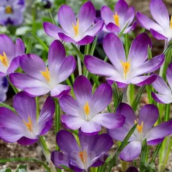 Bulbi Branduse Ruby Giant (Crocus)