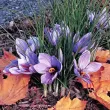 bulbi crocus sativus sofran tulipshop 110x110