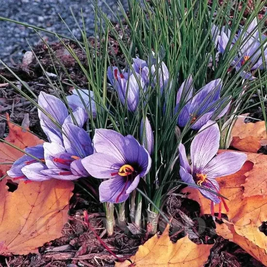 Bulbi Branduse Sativus Sofran (Crocus) bulbi crocus sativus sofran tulipshop
