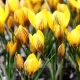 Bulbi Branduse Saturnus (Crocus) bulbi crocus saturnus tulipshop