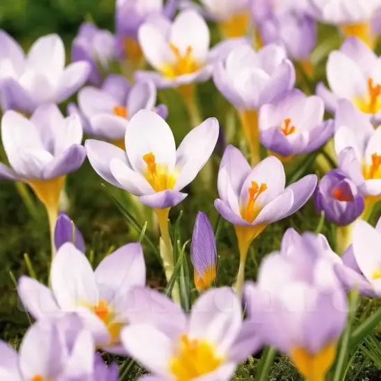 Bulbi Branduse Sieberi Firefly (Crocus) bulbi crocus sieberi firefly tulipshop