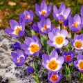 Bulbi Branduse Sieberi Tricolor (Crocus)