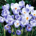 Bulbi Branduse Sky Blue (Crocus)