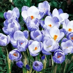 Bulbi Branduse Sky Blue (Crocus)