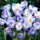 Bulbi Branduse Sky Blue (Crocus) bulbi crocus sky blue tulipshop
