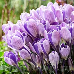 Bulbi Branduse Striped Bird (Crocus)