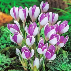 Bulbi Branduse Vanguard (Crocus)