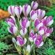bulbi crocus vanguard tulipshop
