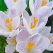 Bulbi Branduse Candlelight (Crocus) bulbi de toamna branduse candlelight inflorire timpurie 110x110