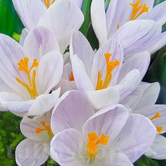 Bulbi Branduse Candlelight (Crocus) bulbi de toamna branduse candlelight inflorire timpurie