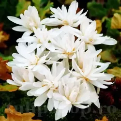 Bulbi Branduse Alboplenum Alba (Colchicum) Bulbi Branduse Alboplenum Alba (Colchicum)
