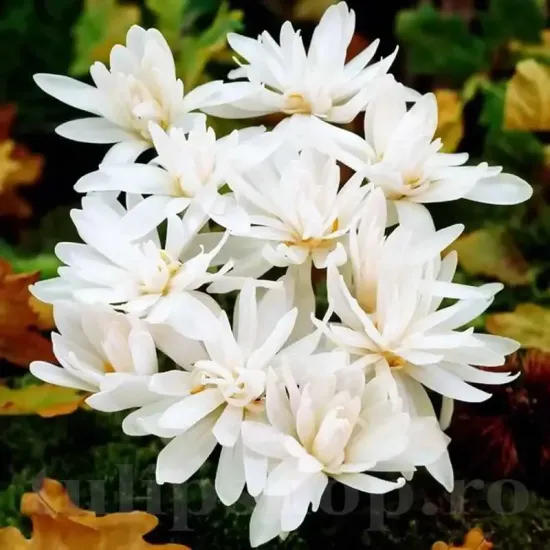 Bulbi Branduse Alboplenum Alba (Colchicum) colchicum alboplenum bulbi gradina exterior