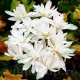 Bulbi Branduse Alboplenum Alba (Colchicum) colchicum alboplenum bulbi gradina exterior