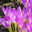 colchicum cilicium bulbi gradina exterior 110x110