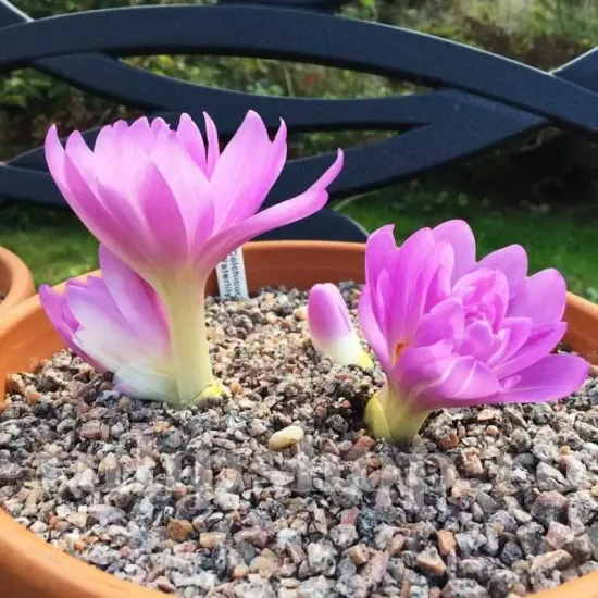 Bulbi Branduse Waterlily (Colchicum) colchicum waterlily bulbi gradina exterior