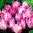 colchicum zonatus bulbi gradina exterior 110x110