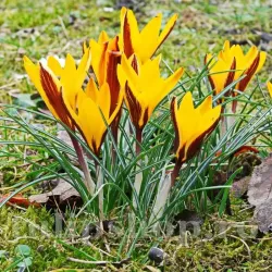 Bulbi Branduse Angustiflolius (Crocus) Bulbi Branduse Angustiflolius (Crocus)