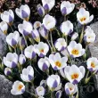 crocus blue bird bulbi naturalizare exterior 110x110