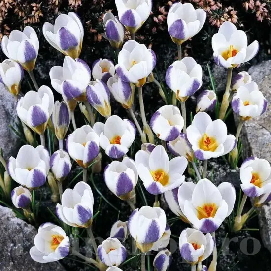 crocus blue bird bulbi naturalizare exterior