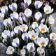 crocus blue bird bulbi naturalizare exterior
