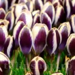 Bulbi Branduse Panda (Crocus) crocus chrysanthus panda bulbi branduse plantare toamna 110x110