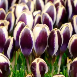 Bulbi Branduse Panda (Crocus) Bulbi Branduse Panda (Crocus)