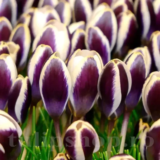 Bulbi Branduse Panda (Crocus) crocus chrysanthus panda bulbi branduse plantare toamna