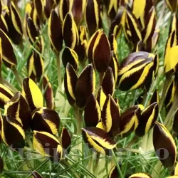 Bulbi Branduse Queen Bee (Crocus)