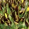Bulbi Branduse Queen Bee (Crocus)