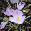 Bulbi Branduse Rosalind (Crocus) crocus chrysanthus rosalind bulbi branduse pastel 110x110