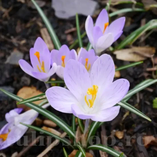 Bulbi Branduse Rosalind (Crocus) crocus chrysanthus rosalind bulbi branduse pastel