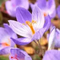 Bulbi Branduse Conqueror (Crocus)