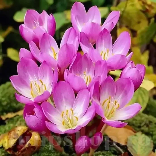 Bulbi Branduse Giant (Colchicum) crocus giant bulbi mari gradina