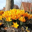 crocus golden yellow bulbi naturalizare gazon 110x110
