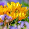 Bulbi Branduse Golden Yellow (Crocus)