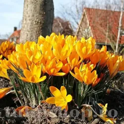 Bulbi Branduse Golden Yellow (Crocus) Bulbi Branduse Golden Yellow (Crocus)